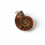 Collana con ciondolo Ammonite Fossile