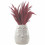 Bouquet of small dried Pampas Herbs 60cm - Color Red / Bordeaux