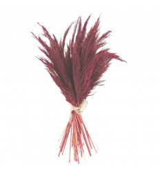 Bouquet di piccole erbe della Pampa essiccate 60cm - Colore Rosso / Bordeaux