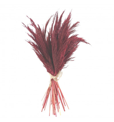Bouquet de petites Herbes de Pampa séchées 60cm - Coloris Rouge / Bordeaux