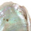 Downgraded - Abalone Shell / Natural Abalone 10-12cm