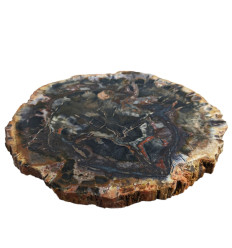 Petrified Wood Plate 11 x 13 x 1 cm / 282g - Unique Piece