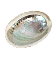 Coquille d'Ormeau / Abalone naturelle 12-14cm Haliotis Diversicolor