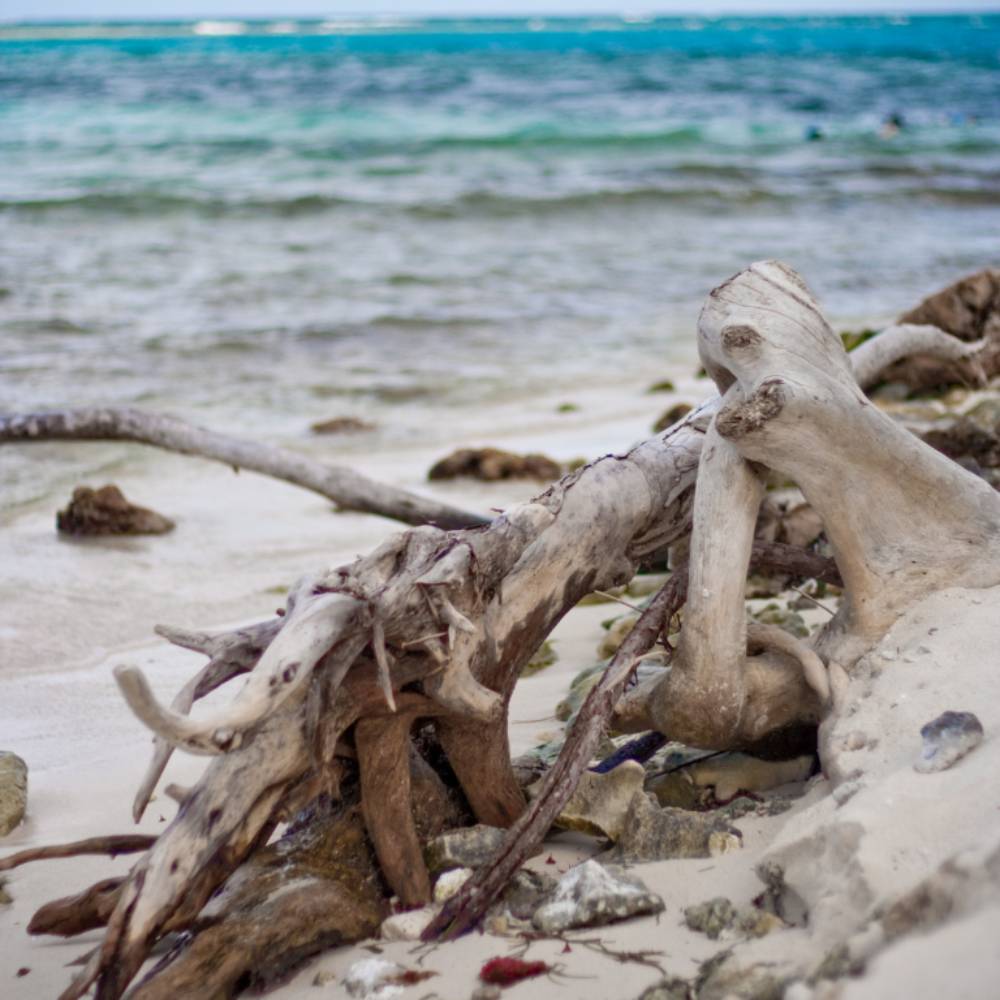 Tutto su Driftwood Decoration e come lasciarsi ispirare da esso - Coco  Papaya